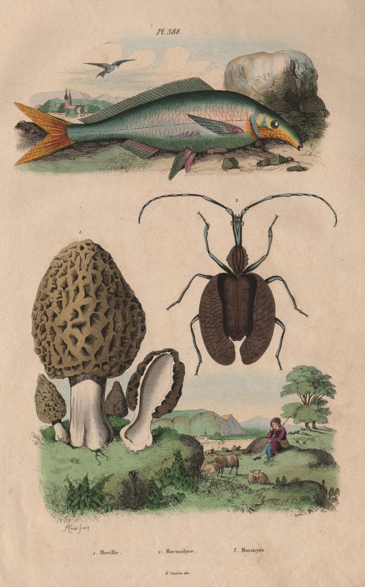 Morille (Morel). Mormolyce (Violin Beetle). Mormyridae (Elephantfish) 1833
