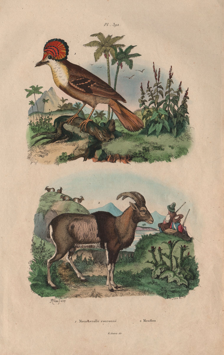 Associate Product Moucherolle Couronné (Crowned Flycatcher). Mouflon (wild sheep) 1833 old print