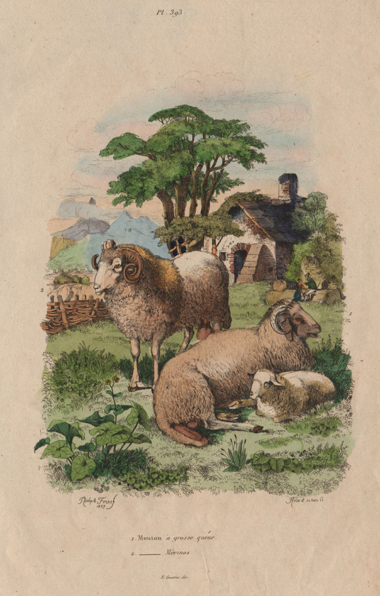 SHEEP. Long tailed sheep. Merino. Mouton à grosse queue. Mouton Mérinos 1833