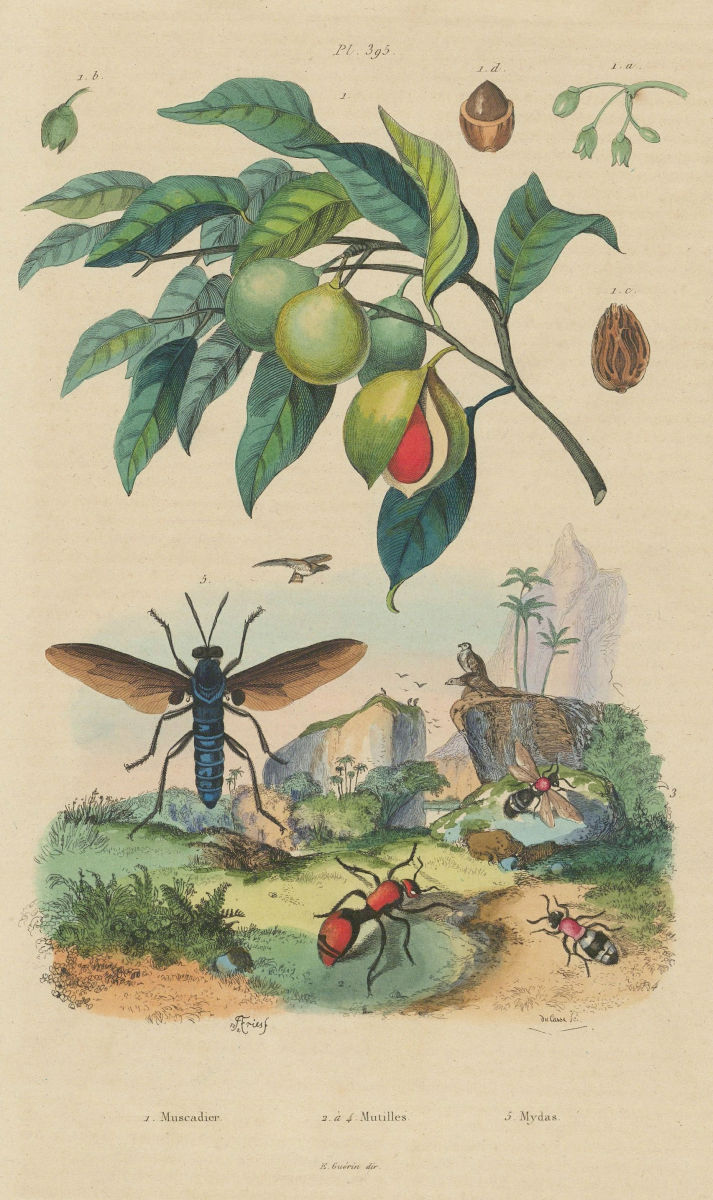 Muscadier (Nutmeg). Mutillidae (Velvet ants). Mydas fly 1833 old antique print