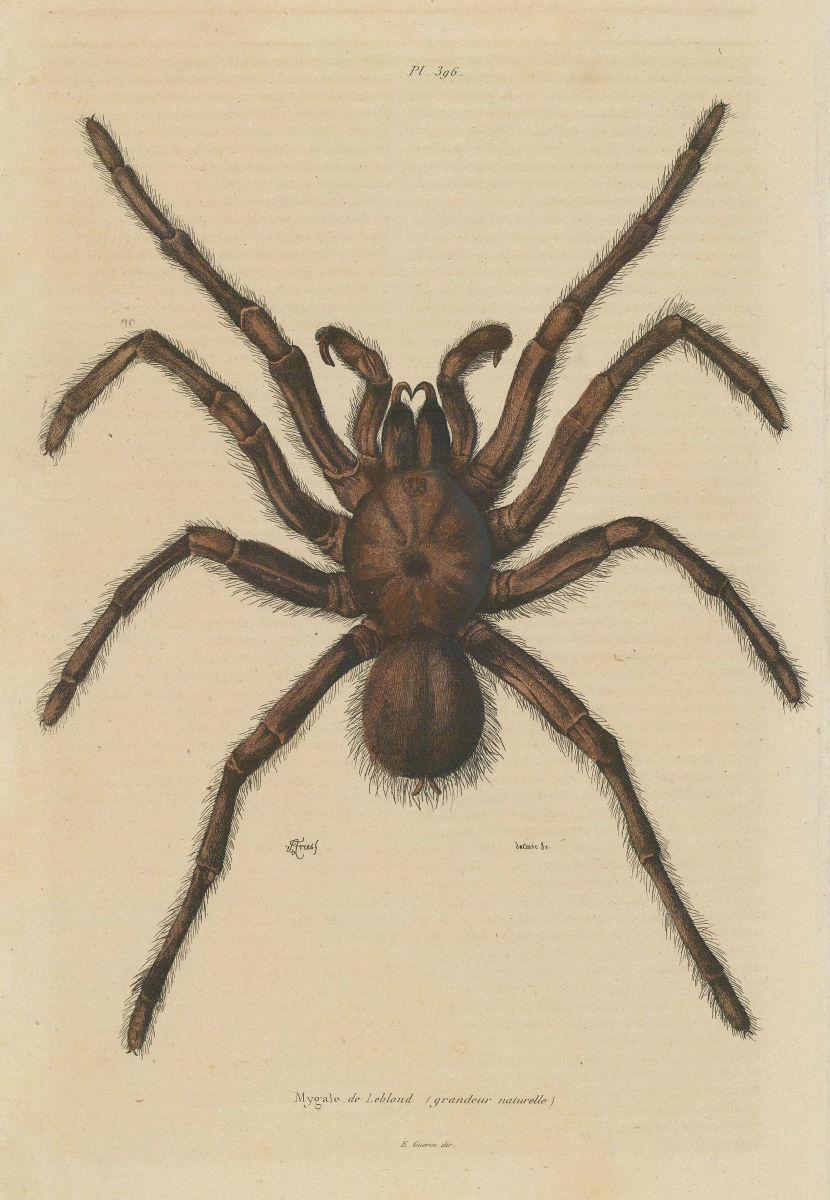 TARANTULA SPIDER. Mygale de Leblond (Goliath birdeater) 1833 old antique print