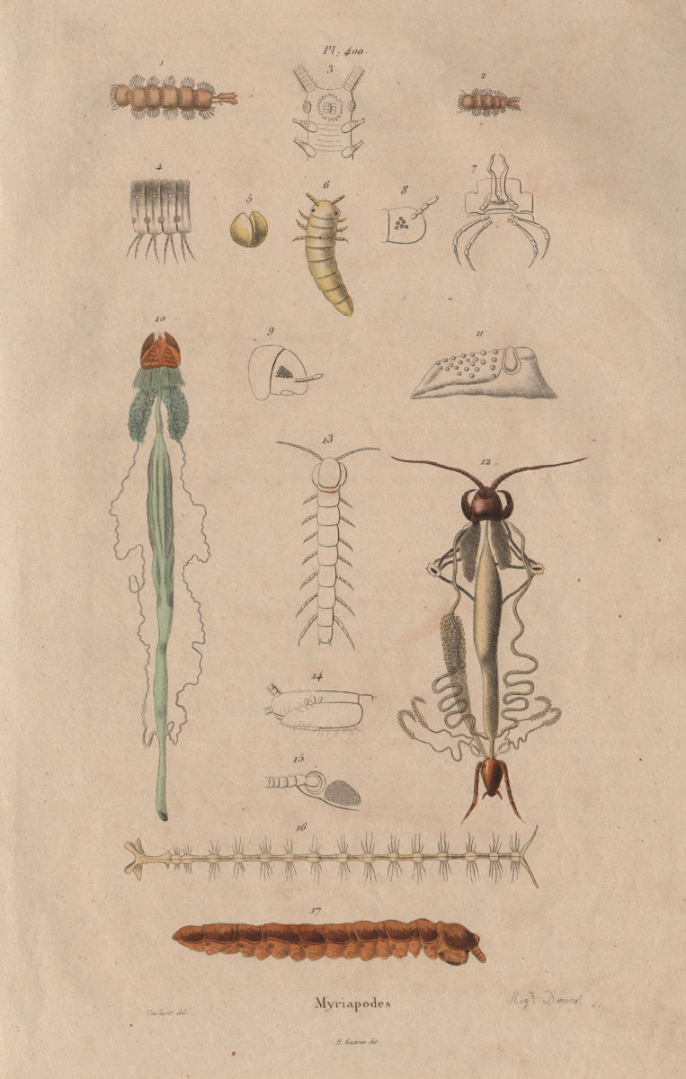 Associate Product MYRIAPODS ANATOMY. Myriapoda. Arthropods 1833 old antique print picture