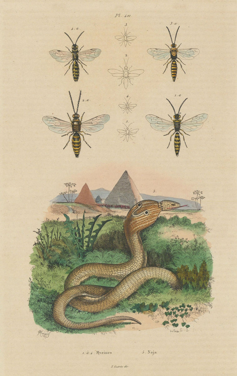 Associate Product ANIMALS. Myzininae (Typhiid wasps). Naja (Cobra) 1833 old antique print