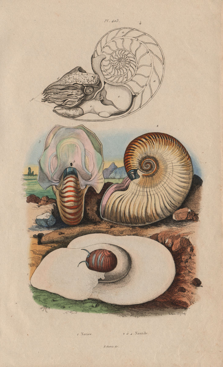 MOLLUSCS. Natice (Euspira catena). Nautile (Nautilus) 1833 old antique print