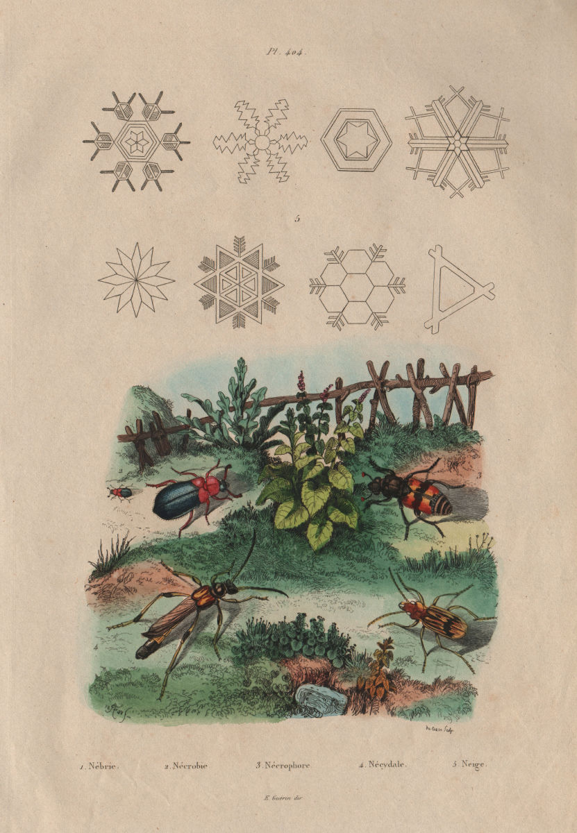Associate Product Ground, red-shouldered ham, burying & Long-horned beetles. Snowflakes 1833