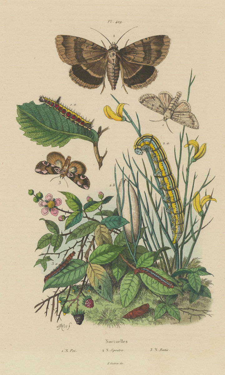 Associate Product OWLET MOTHS. Noctuelles (Noctuidae). Psi/Spectre/Batis. Caterpillars 1833