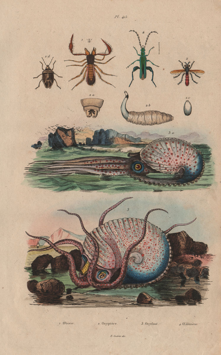Obisie Scorpion. Ocyptera brassicaria. Nautilus. Thick-Legged Flower Beetle 1833