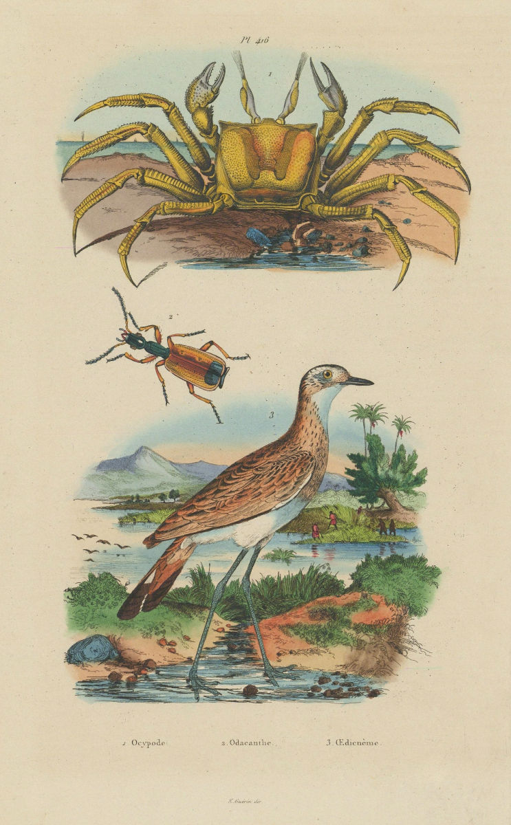 Associate Product Ocypode/Ghost Crab. Odacantha melanura Beetle. Oedienème/Bush Stone-curlew 1833