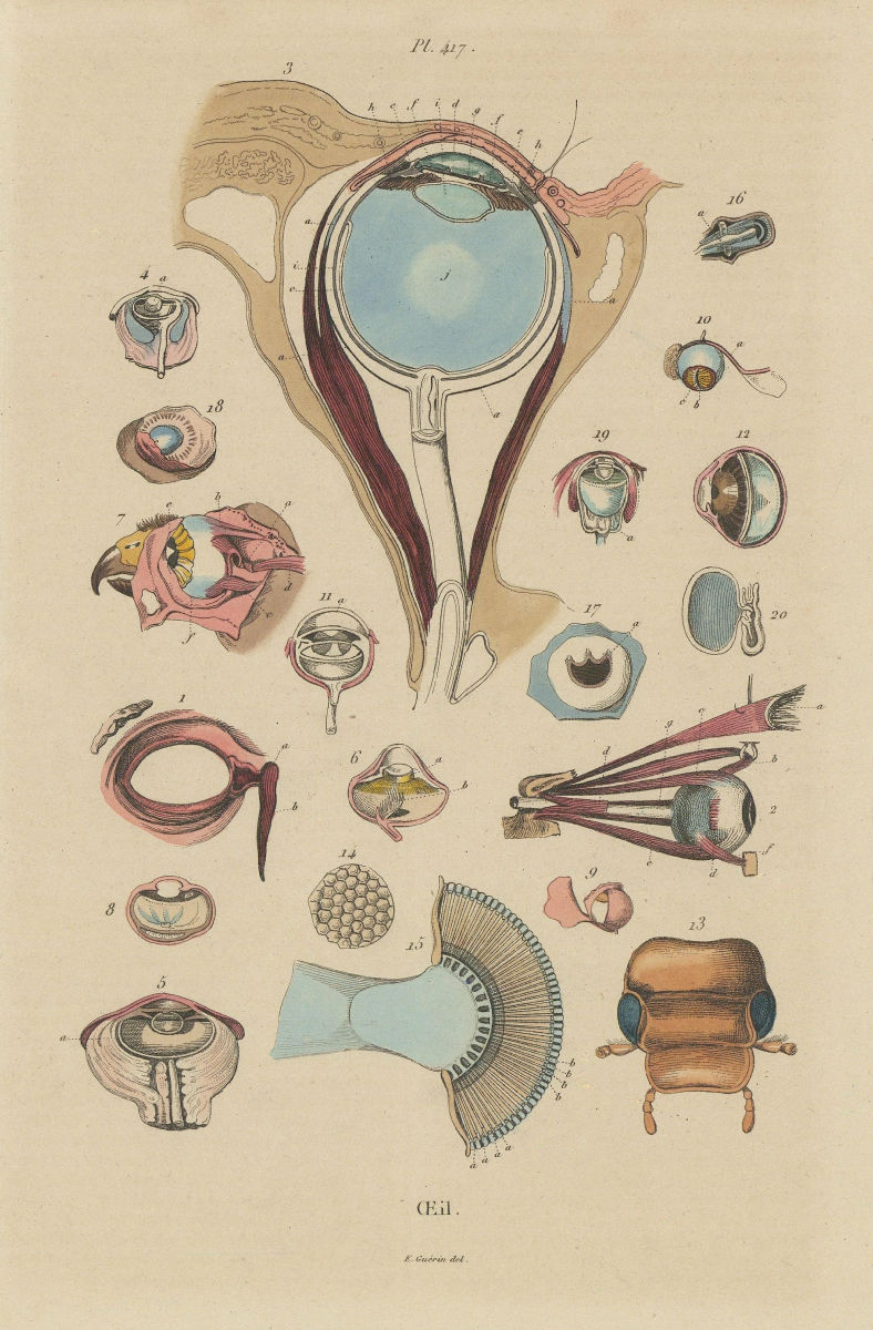 EYES. Oeil (Eye). Anatomy. Biology 1833 old antique vintage print picture