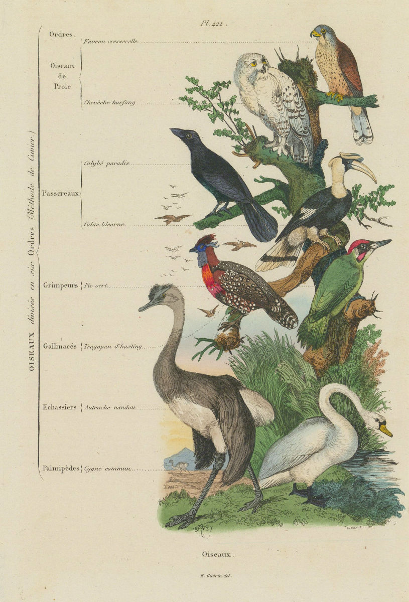 BIRD SPECIES. Oiseaux. In 6 orders. Classifications 1833 old antique print