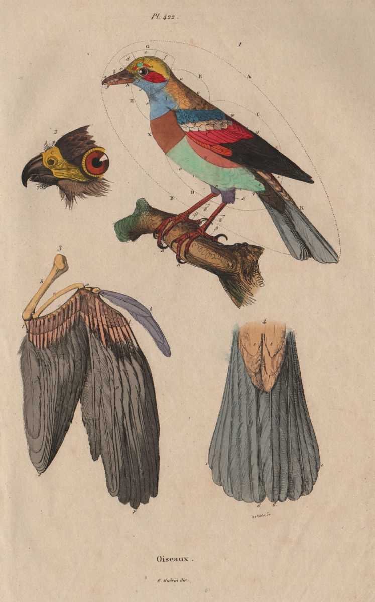 BIRD ANATOMY. Oiseaux. Parts of a bird 1833 old antique vintage print picture