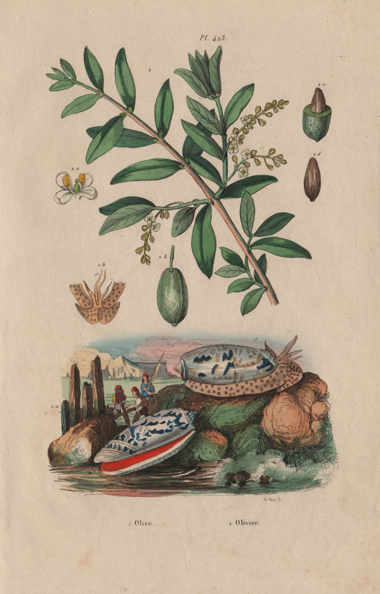 Associate Product FOOD. Olive de mer (Sea olive - Mollusc). Olivier (Olive tree) 1833 old print
