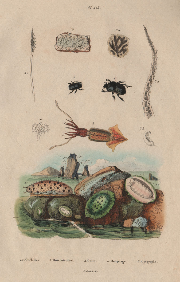 Associate Product Onchidium sea slugs.Onychoteuthis squid.Onitis/Ontophagus beetles.Opegrapha 1833