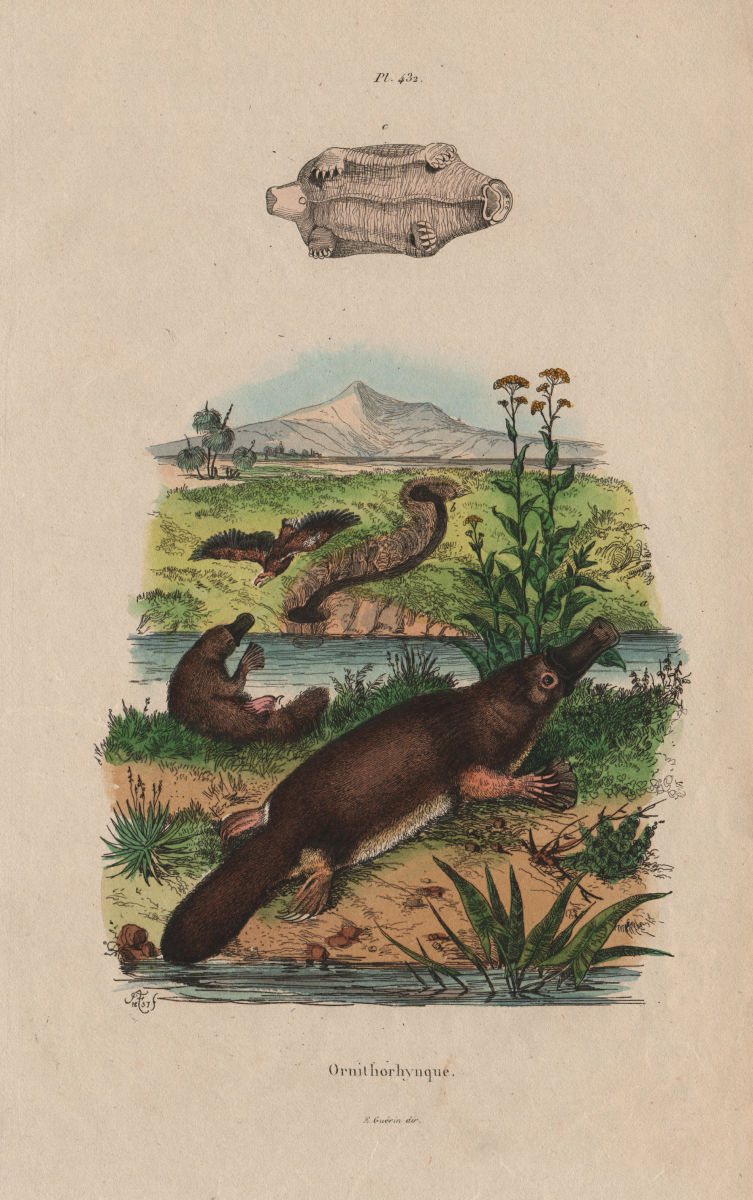 PLATYPUS. Ornithorhynque (Platypus). Mammals 1833 old antique print picture