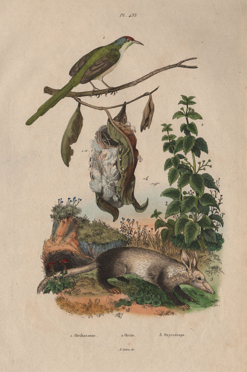 Associate Product Orthotome (Common Tailorbird). Ortie (Nettle). Oryctérope (Aardvark) 1833