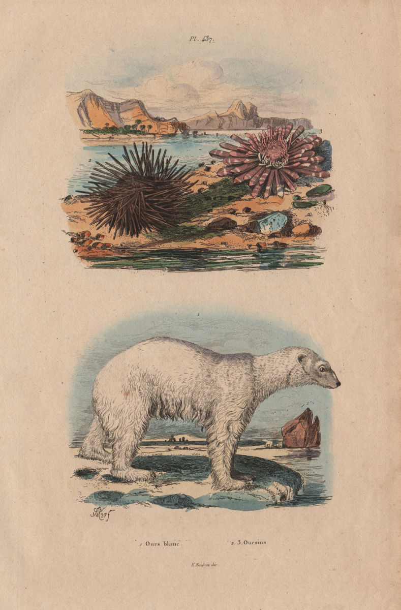 BEARS. Ours Blanc (Polar Bear). Oursin (Sea Urchin) 1833 old antique print