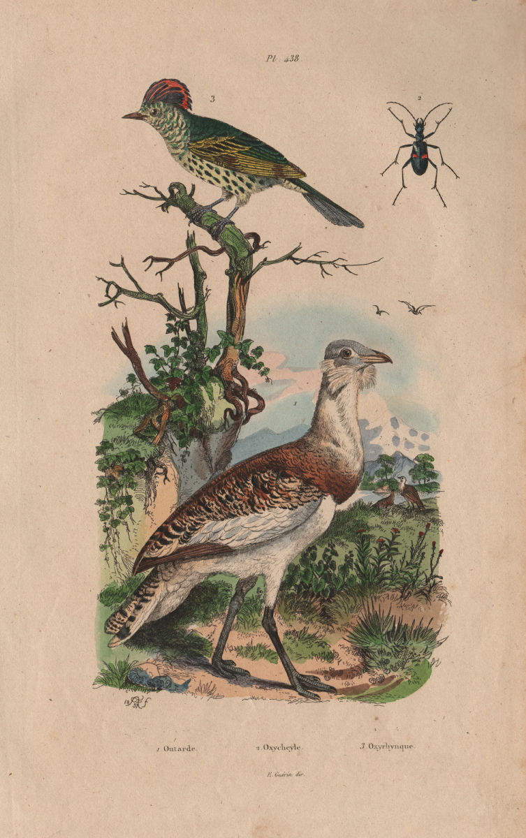 Associate Product BIRDS. Outarde (Bustard). Oxycheyle. Oxyrhynque (Sharpbill) 1833 old print