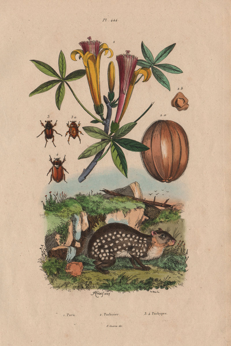 Associate Product ANIMALS/PLANTS. Paca. Pachirier (Pachira aquatica). Pachypes 1833 old print
