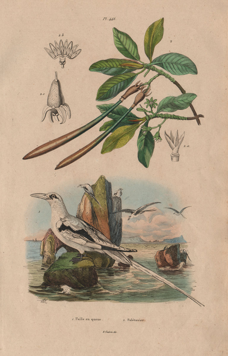 Associate Product Paille queue (White-tailed Tropicbird). Palétuvier (Mangrove) 1833 old print