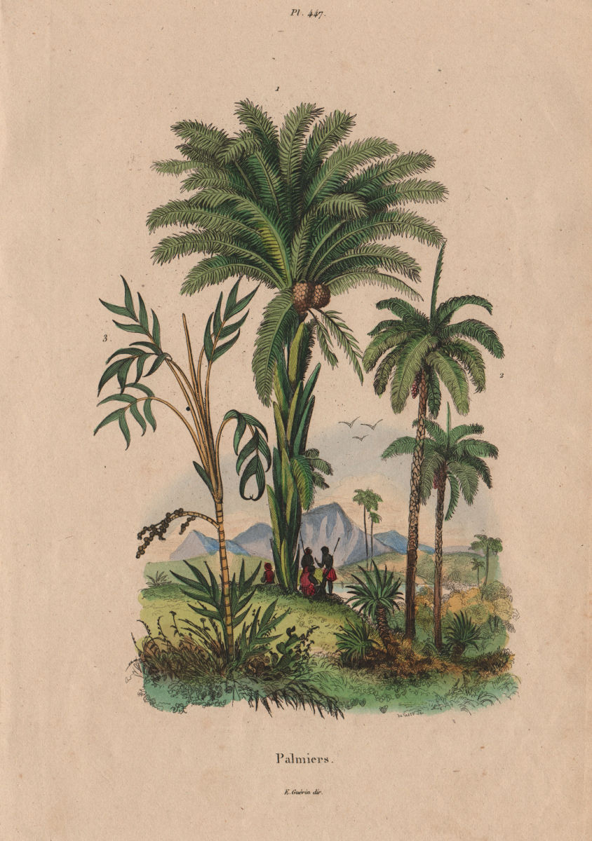 BOTANICAL. Palmiers (Palm trees) 1833 old antique vintage print picture