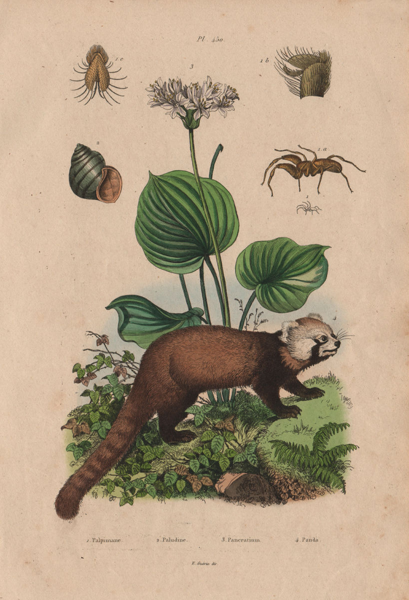 ANIMALS/PLANTS. Palpimane. Paludine. Pancratium. Red Panda 1833 old print