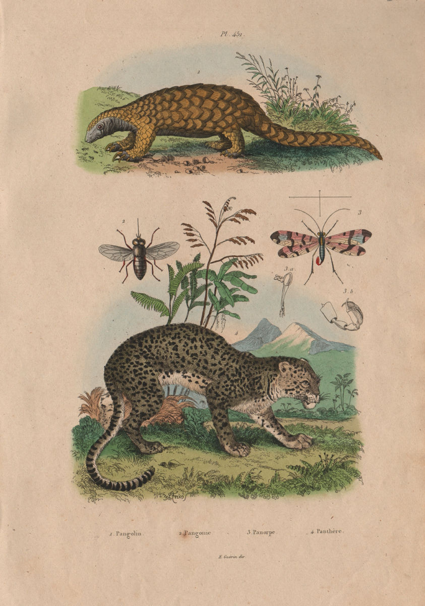 Associate Product Pangolin. Pangonia (Horsefly). Panorpa (Scorpionfly). Panthère (Panther) 1833