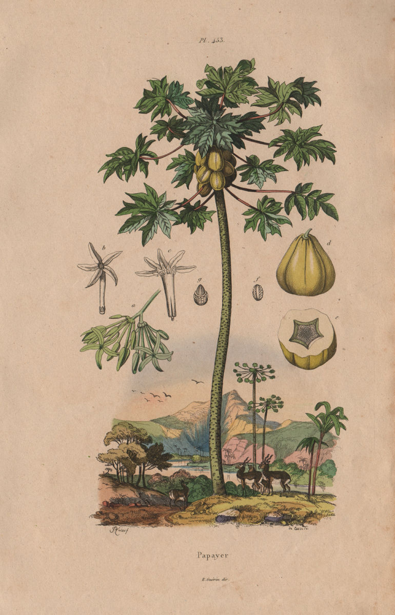 FRUIT TREES. Papayer (Papaya tree) 1833 old antique vintage print picture