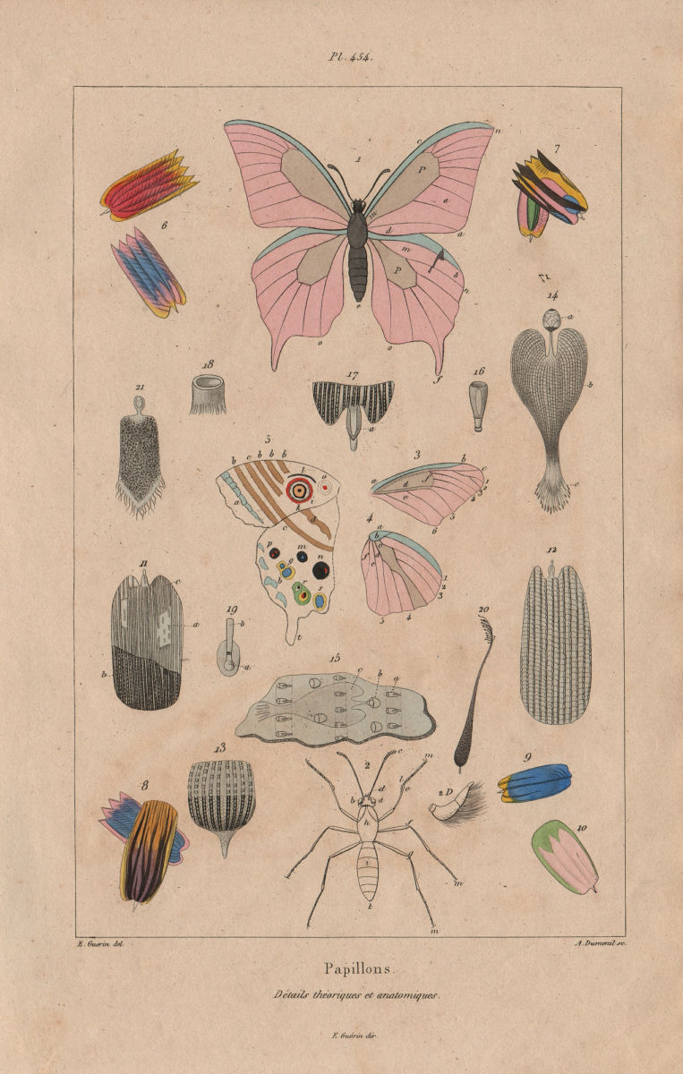 Associate Product LEPIDOPTERA. Papillons (Butterflies) I. Détails théoriques et anatomiques 1833