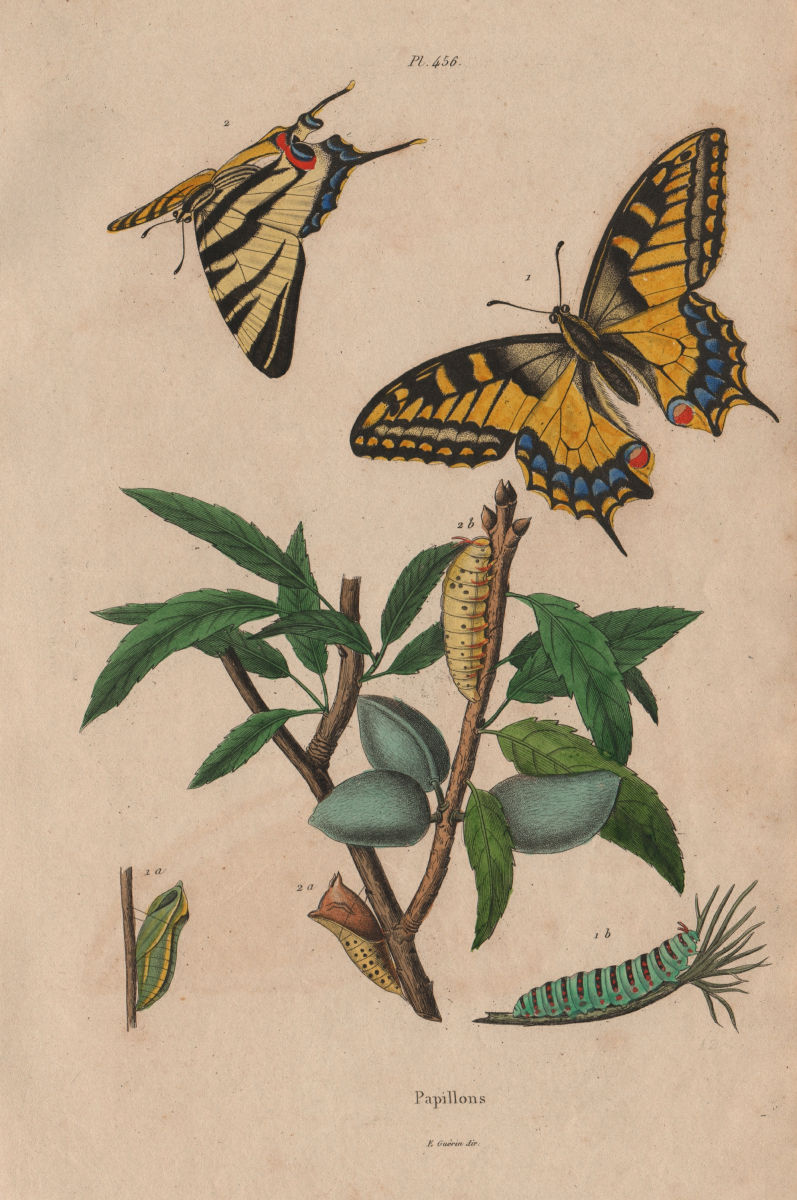 LEPIDOPTERA. Papillons (Butterflies) III. Caterpillar 1833 old antique print