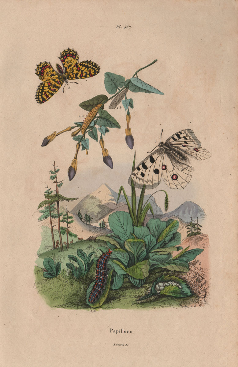 LEPIDOPTERA. Papillons (Butterflies) IV. Caterpillar 1833 old antique print