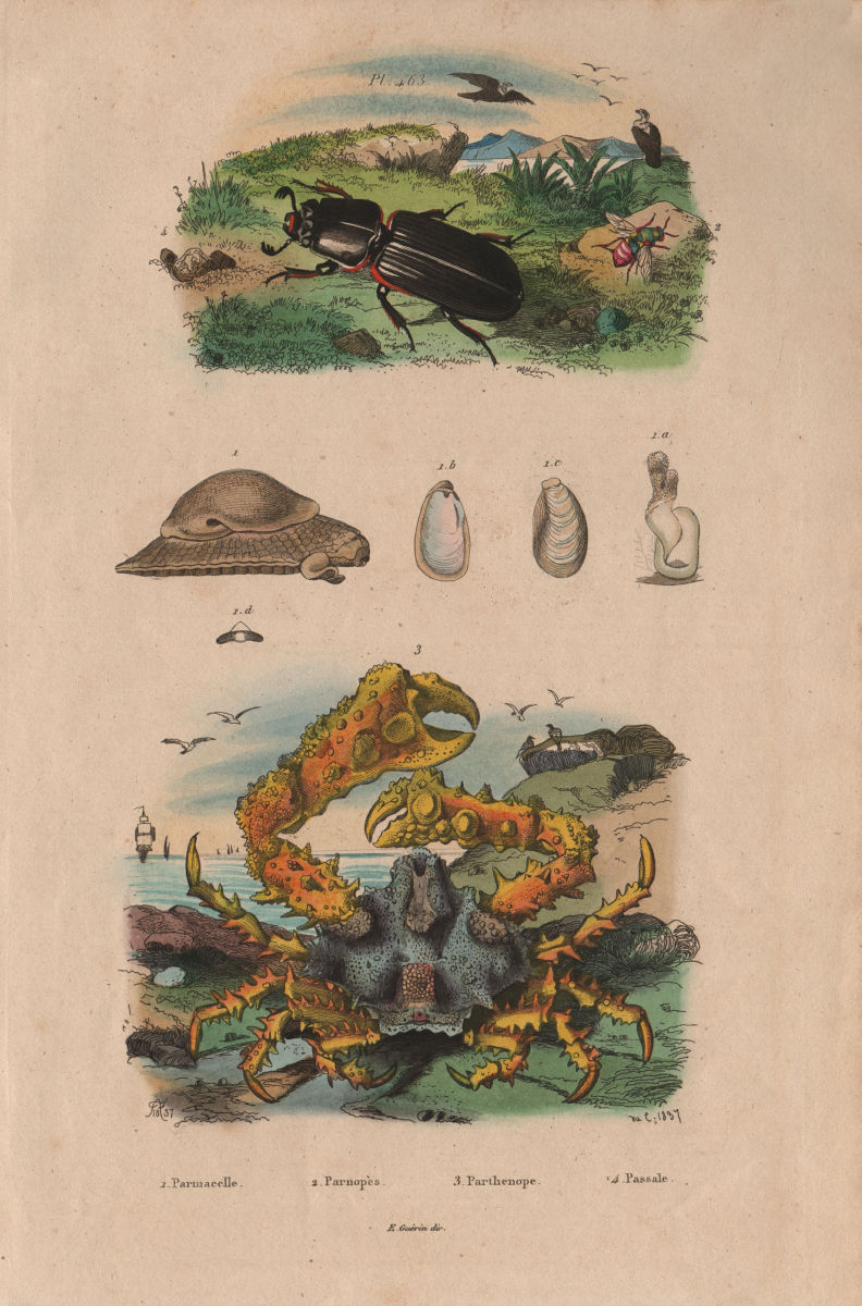 Associate Product CRUSTACEANS. Parmacelle. Parnopès. Parthenope crab. Passale 1833 old print