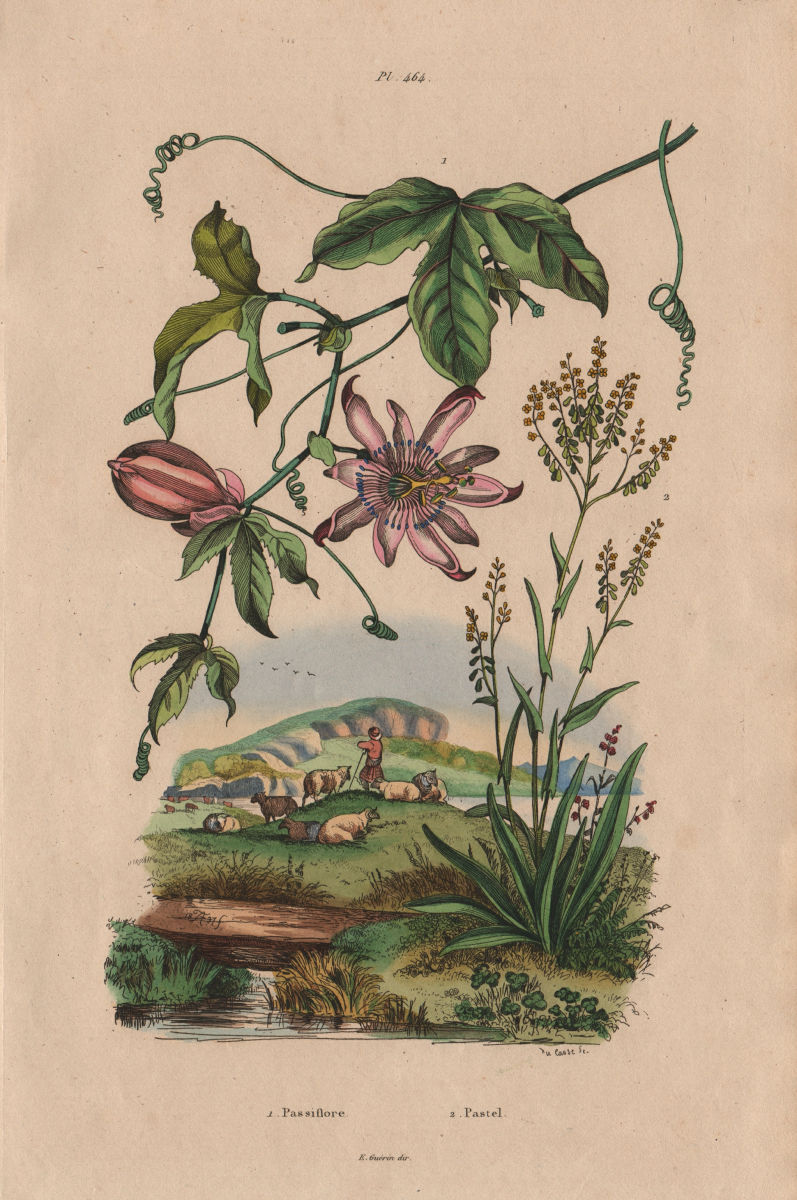 Associate Product PLANTS. Passiflore (Passionflower). Pastel (Woad or Glastum) 1833 old print