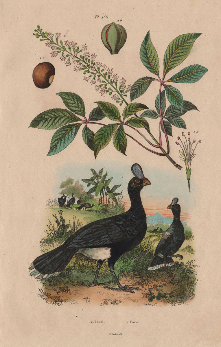 Associate Product BIRDS. Pauxi (Horned Currasow). Pavier (soapberry) 1833 old antique print