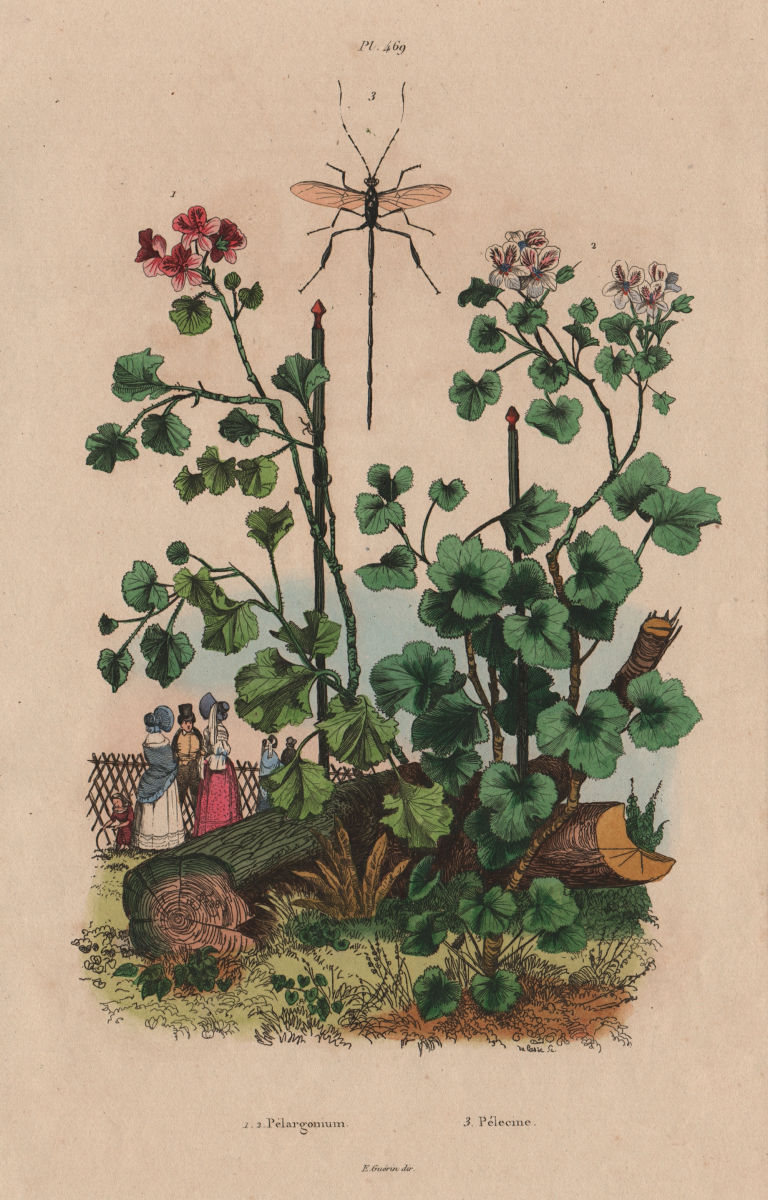 Associate Product PLANTS. Pélargonium (Geranium). Pelecinus polyturator wasp 1833 old print