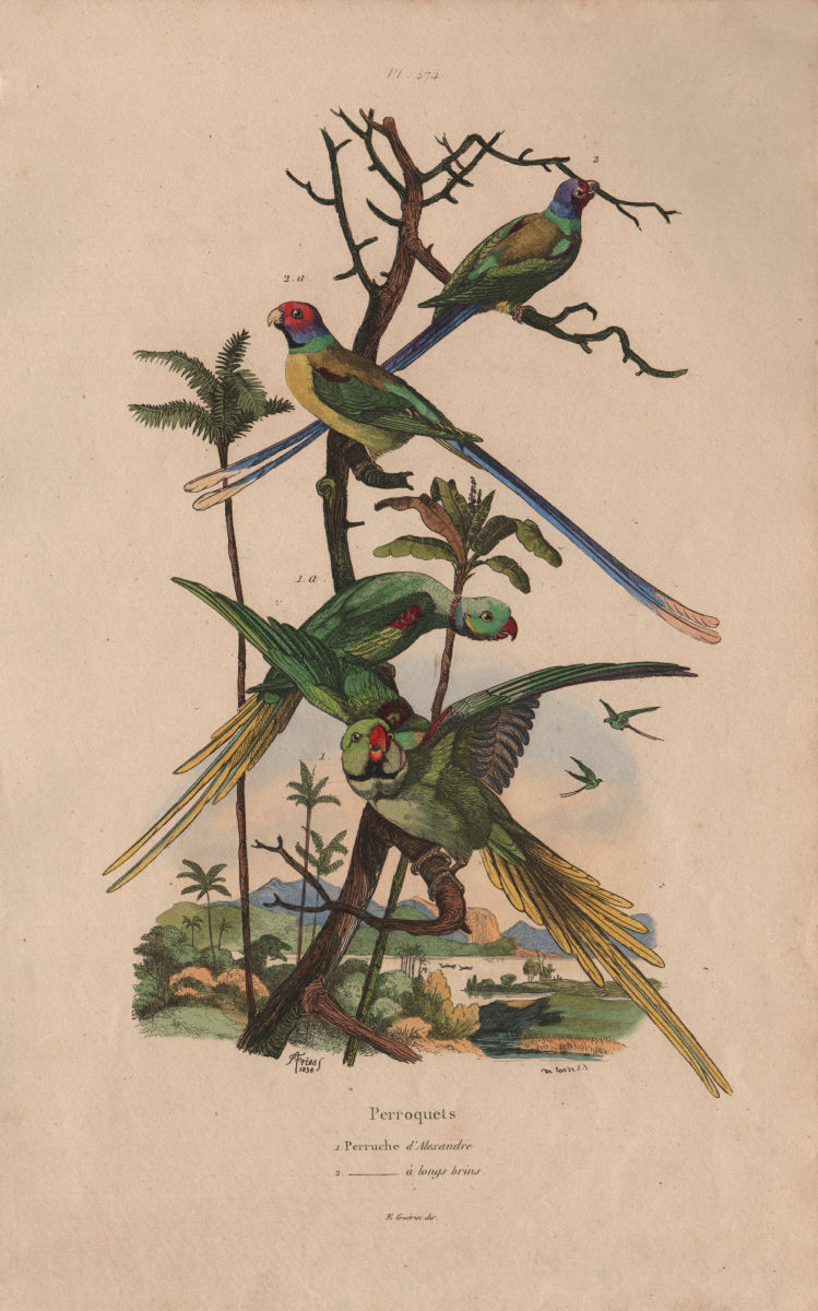 PARAKEETS Perruches. Alexandrine Parakeet. Long-tailed Parakeet 1833 old print