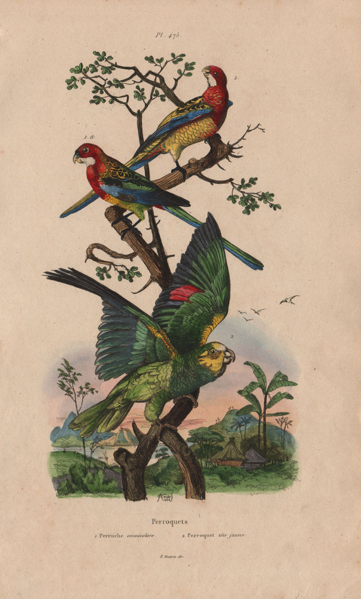 PARROTS. Eastern Rosella (Platycercus eximius). Yellow-headed Amazon parrot 1833