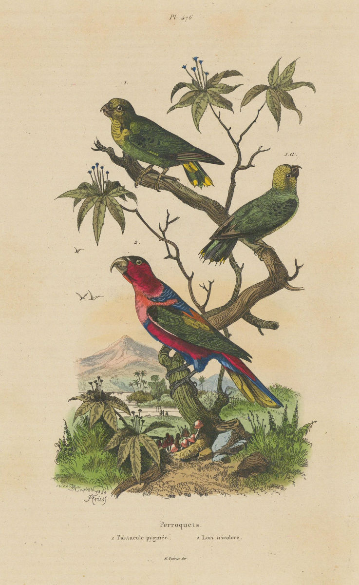 PARROTS. Yellow capped pygmy parrot. Lori tricolore (Black-capped Lory) 1833