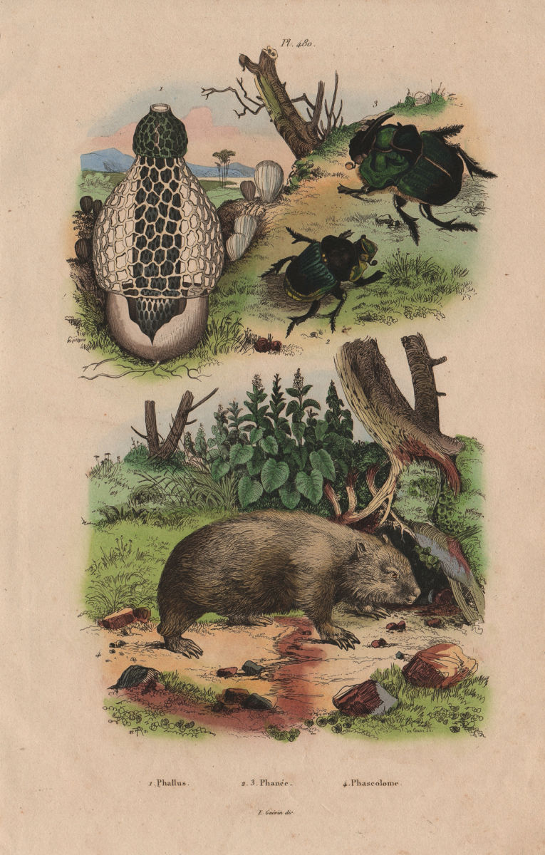 Associate Product Phallus (stinkhorn mushroom). Phanaeus vindex (Rainbow scarab). Wombat 1833