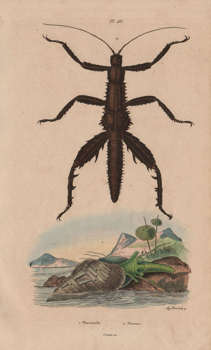Associate Product ANIMALS. Phasianellus (Sea snail). Phasme (Stick Insect) 1833 old print