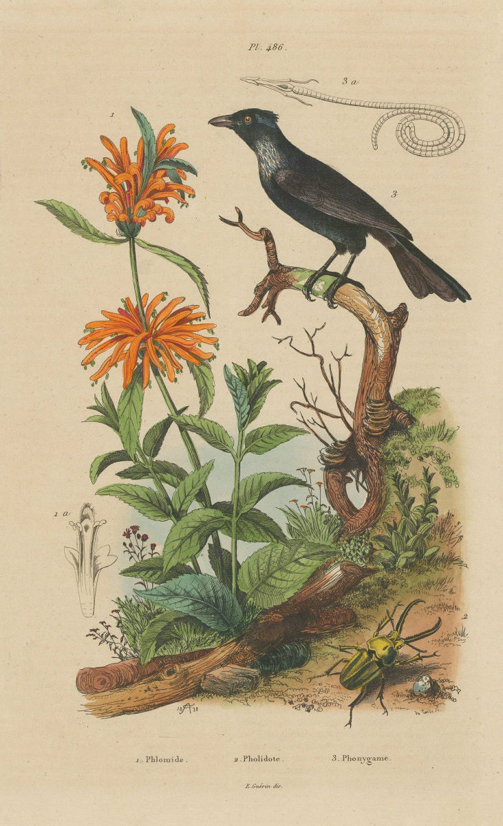 Phlomide (Phlomis). Pholidote. Phonygame (Blackbird?) 1833 old antique print