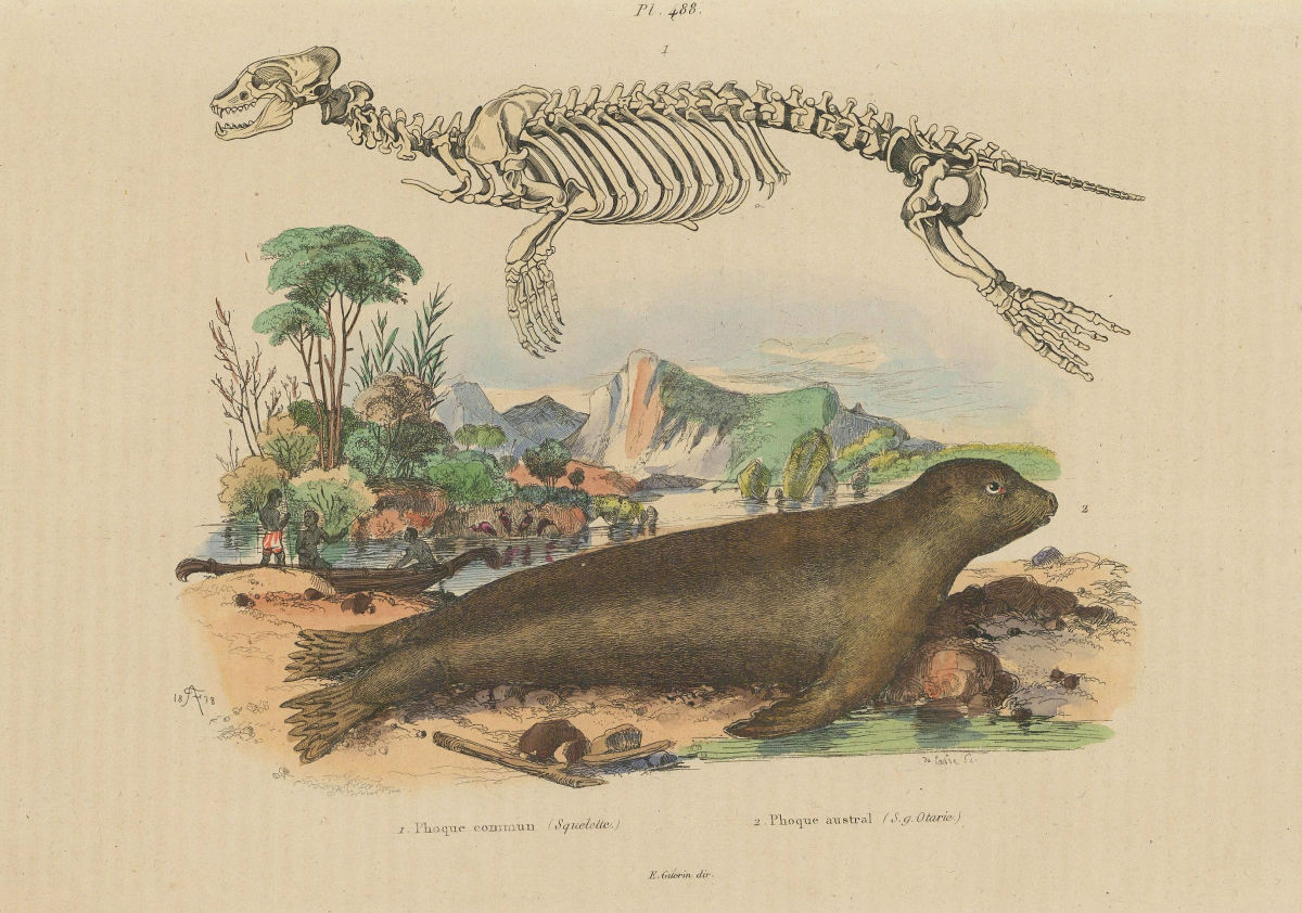 Associate Product SEALS. Phoque commun (common Seal) /austral Squelette (Skeleton) 1833 print