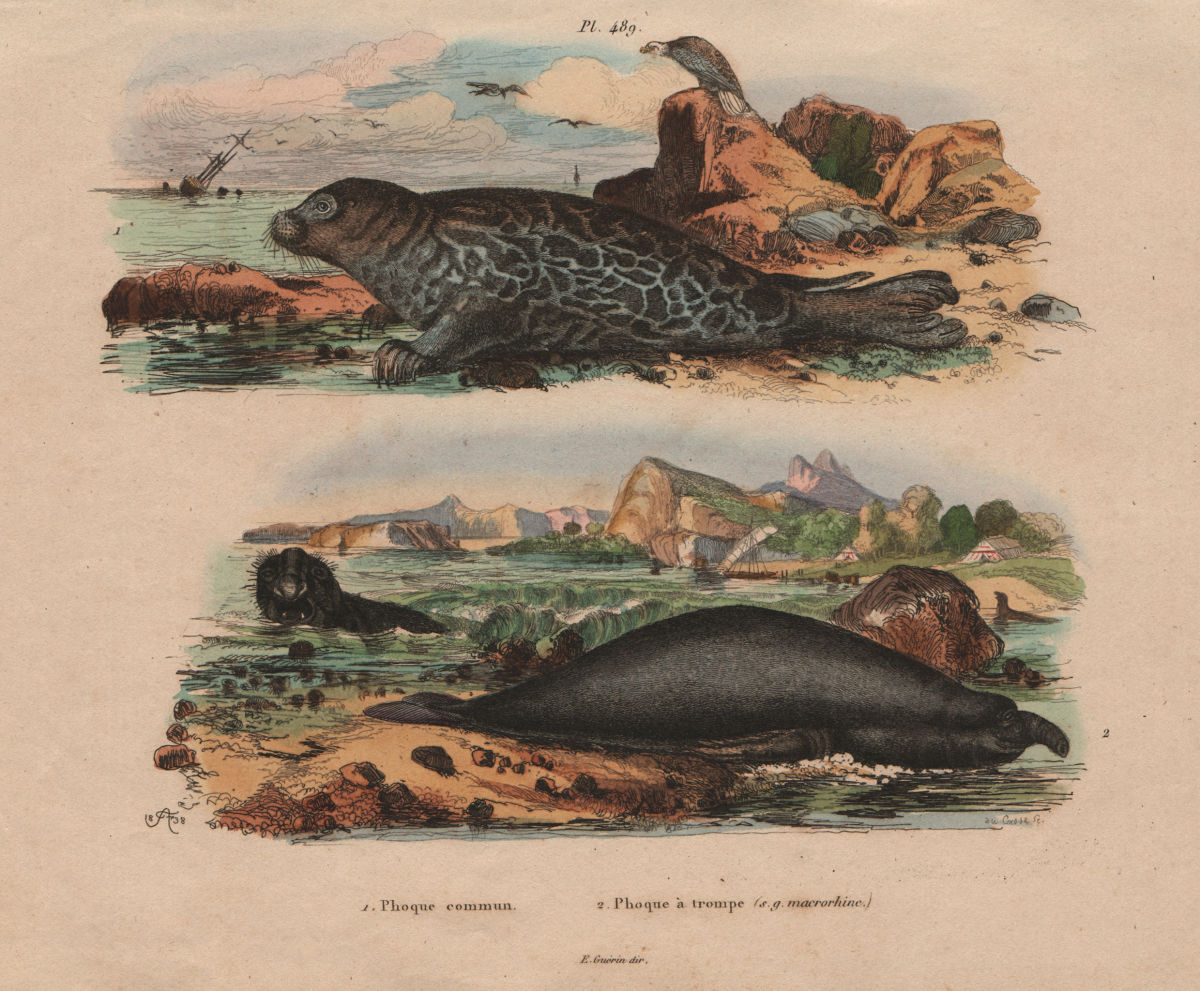 Associate Product SEALS. Phoque commun (common Seal). Phoque à trompe (S (Elephant seal) 1833