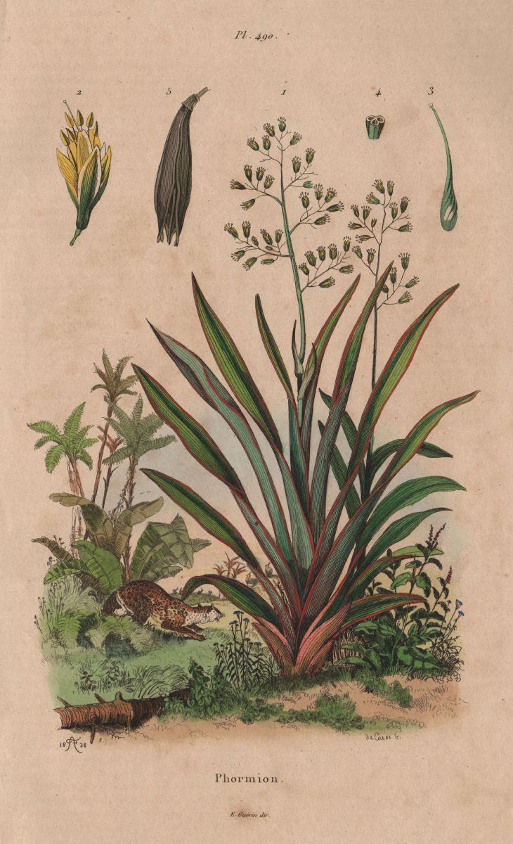 PLANTS. Phormion (New Zealand Flax) 1833 old antique vintage print picture