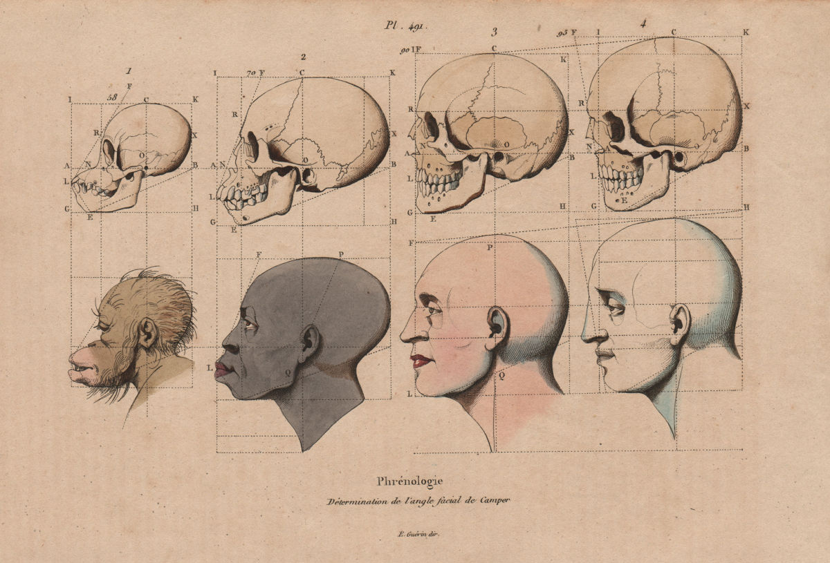 PHRENOLOGY. Petrus Camper's Facial Angles. Profiles. Skulls 1833 old print