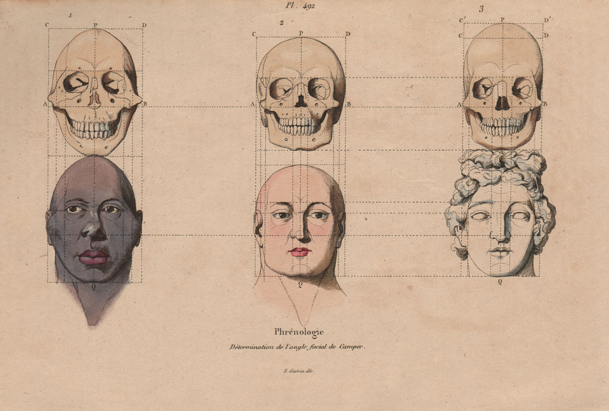 PHRENOLOGY. Petrus Camper's Facial Angles. Frontal facial skulls 1833 print