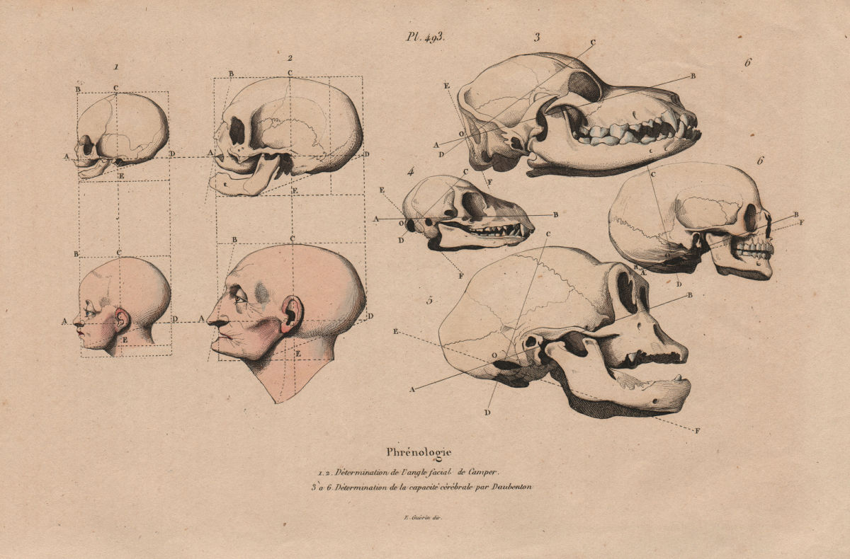 PHRENOLOGY. Petrus Camper's Facial Angles. Daubenton cerebral capacity 1833