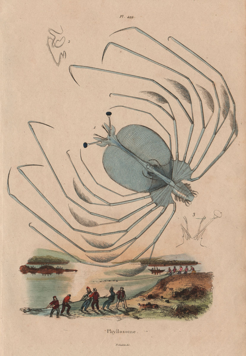 Associate Product PHYLLOSOMA. Larval stage of spiny, slipper & coral lobsters. Crustaceans 1833
