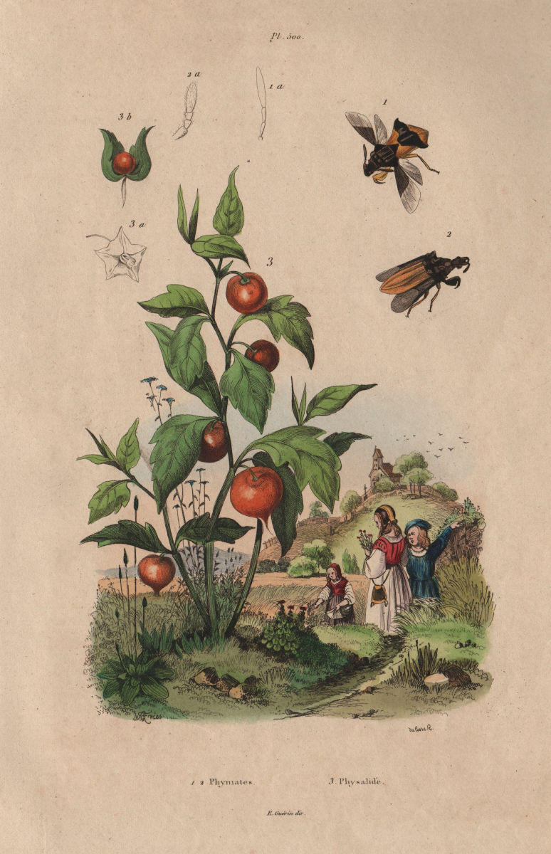 Associate Product Phymatinae (Ambush Bugs). Physalis (Cape Gooseberry) 1833 old antique print
