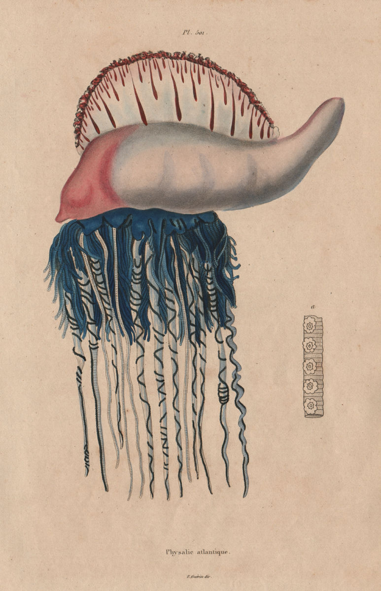 FISH. Physalie Atlantique (Portuguese Man o'War) 1833 old print