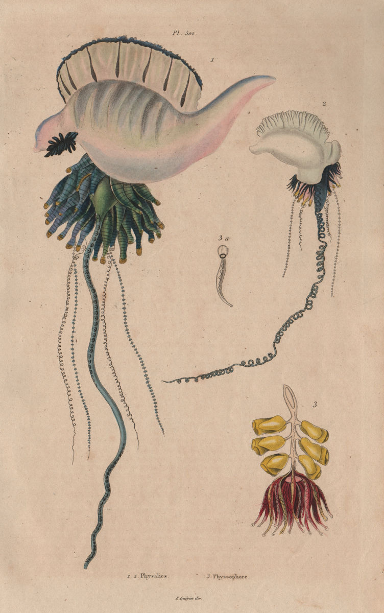 Associate Product FISH. Physalia (Man Of War). Physophora hydrostatica 1833 old antique print